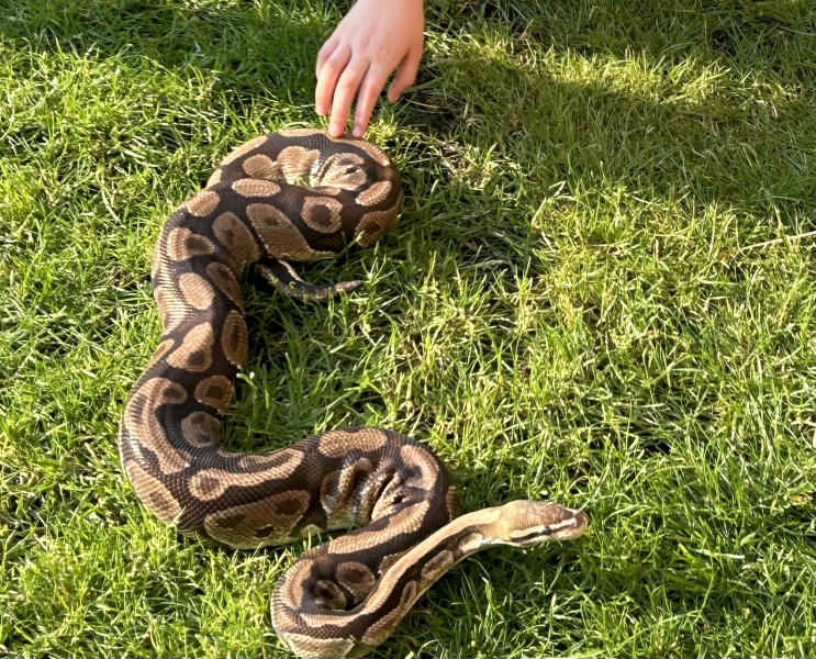 to take my snake to sunbathe in the local park?