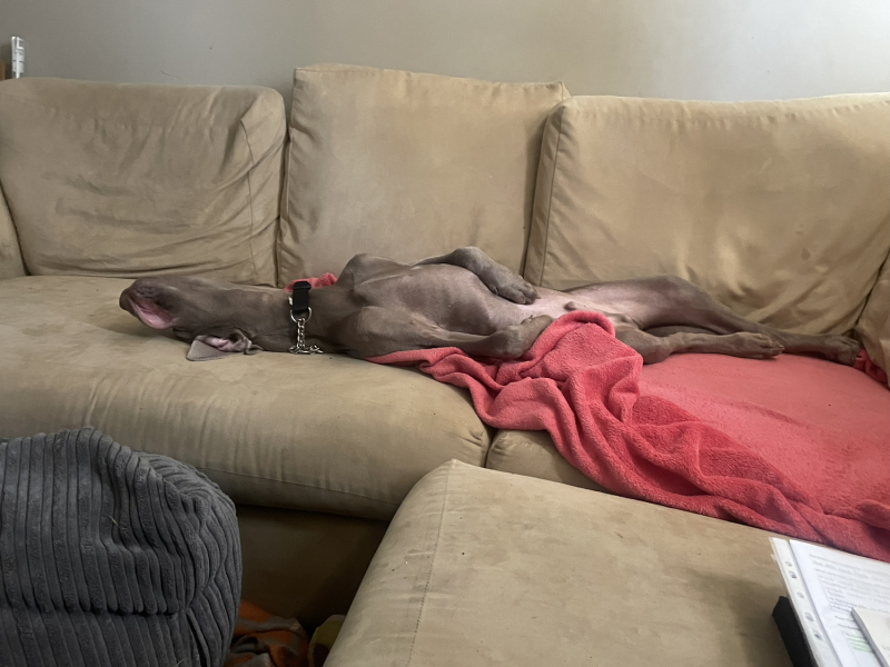 Puppy blues