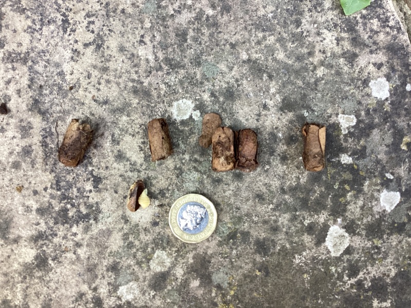 What are these egg/cocoons that look like small rolled cigar ends in my compost?