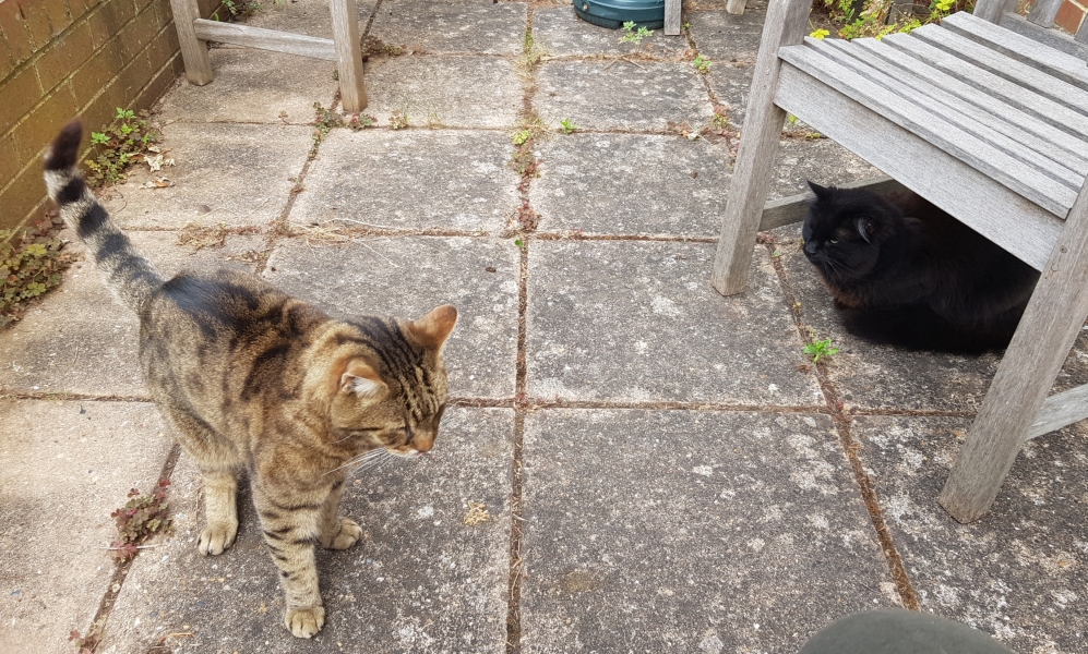 A Very Great Quantity Of Excellent Cats