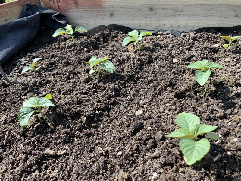 MsLatté’s Daebak Cybercafé (Kdrama addicts #41): A poorly anticipated placeholder thread to contain the Filthy Noonas’ ongoing musings on all things Korean, with Japanese and Chinese sprinkles