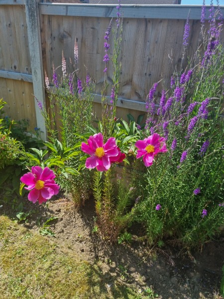 What are these 2 plants, any ideas?