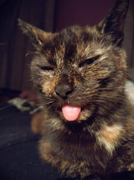 Cats used to be worshiped as Gods...