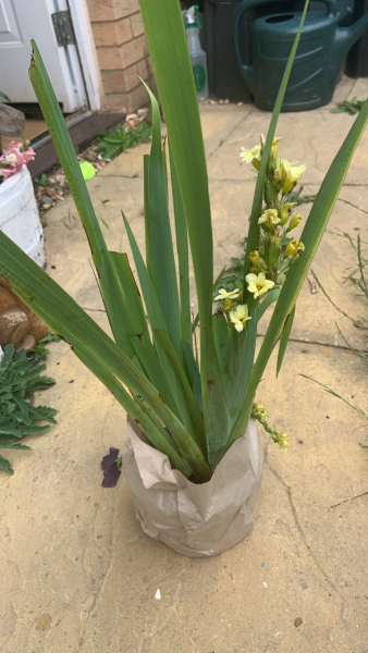 What have you done in the garden today? Part 2