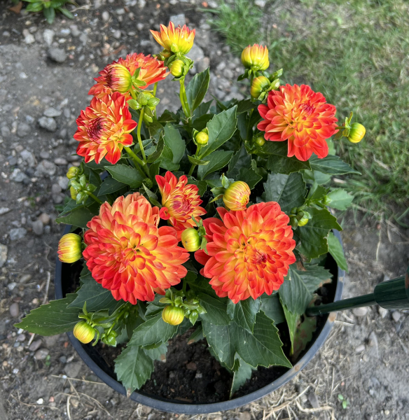 Does anyone know what this is?