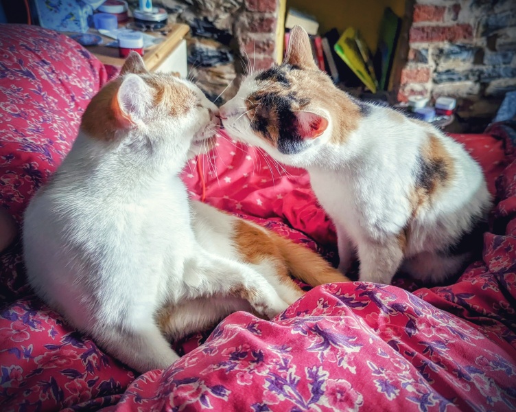 A Very Great Quantity Of Excellent Cats