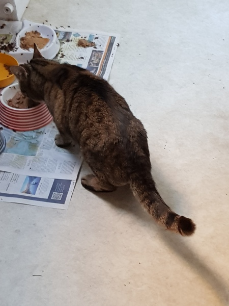 Thug cat part 5 - For he will not do destruction, if he is well-fed, neither will he spit without provocation.