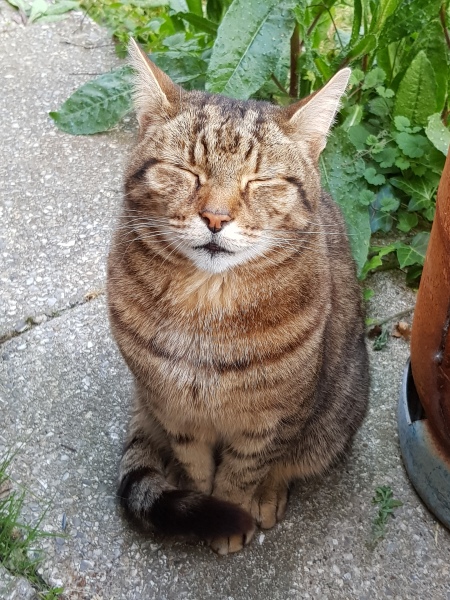 Thug cat part 5 - For he will not do destruction, if he is well-fed, neither will he spit without provocation.