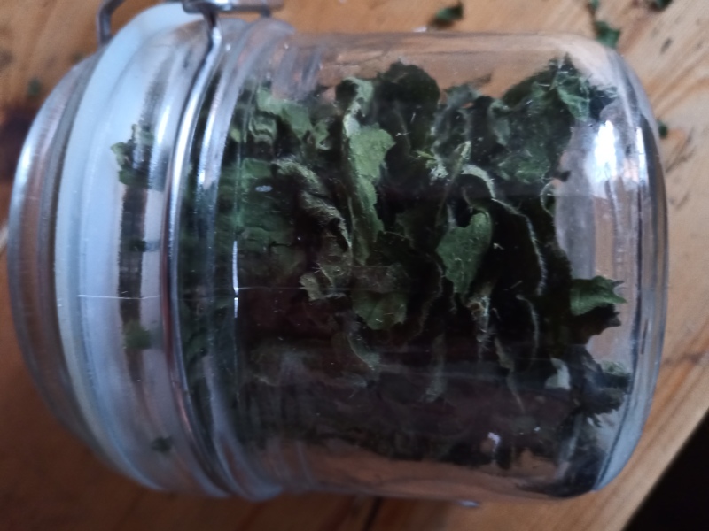 Any Witches Here?- Part 18