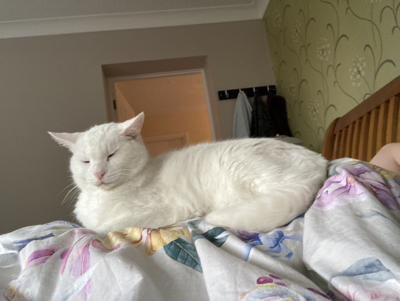 Where do your cats sleep?