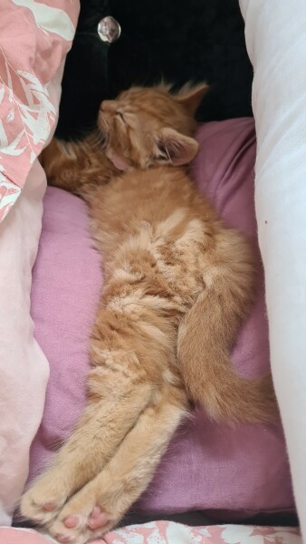 New kitten ! Name help!