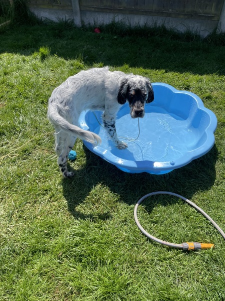 Puppy survival thread part 2