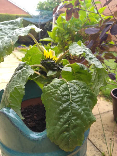 What should I do to this sunflower?!