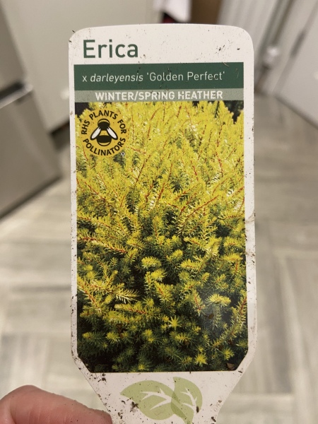 Erica dried out - Am I too late?