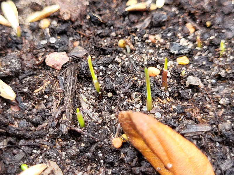 Artificial grass - help!