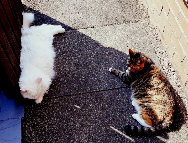 Cats used to be worshiped as Gods...