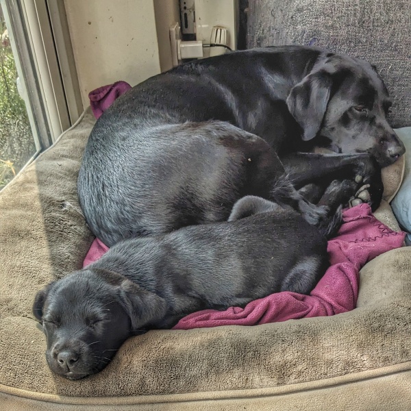 Puppy survival thread part 2