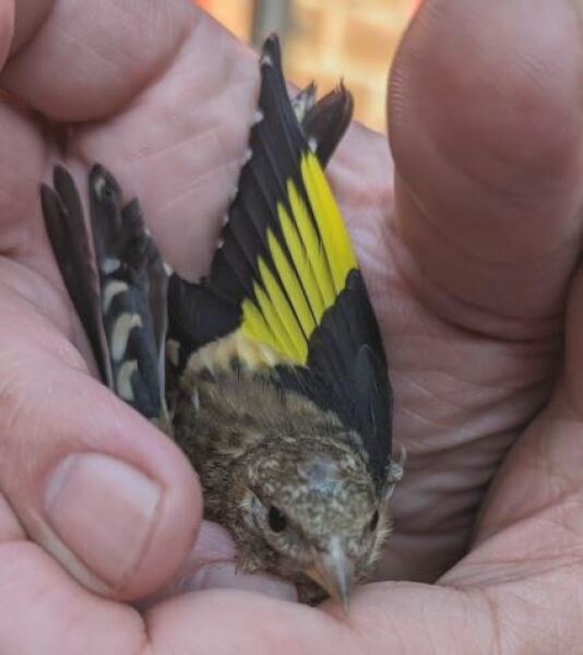 Lack of insects, birds starving