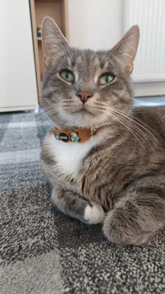 Let's have a happy thread. Show me your kitties.