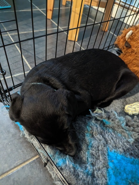 Puppy survival thread part 2