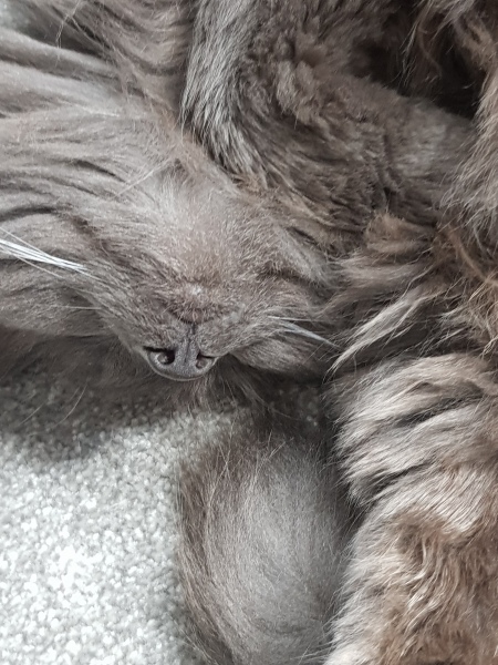 Thug cat part 5 - For he will not do destruction, if he is well-fed, neither will he spit without provocation.