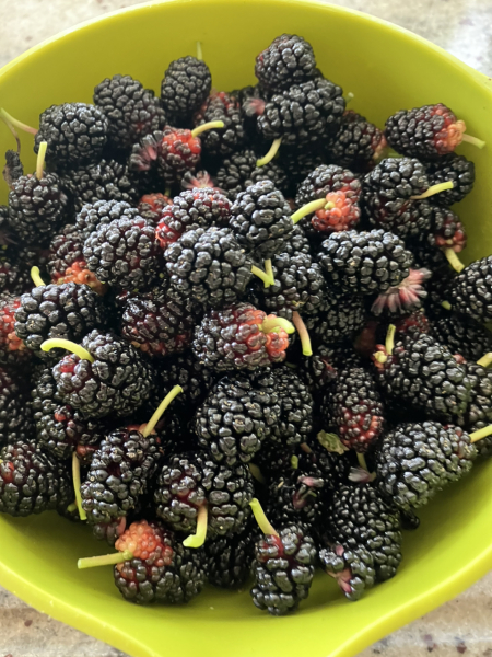 What have you done in the garden today? Part 2