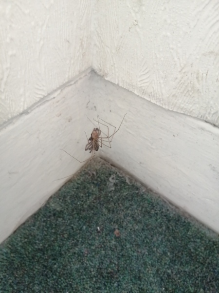 How do you get rid of those skinny spiders?