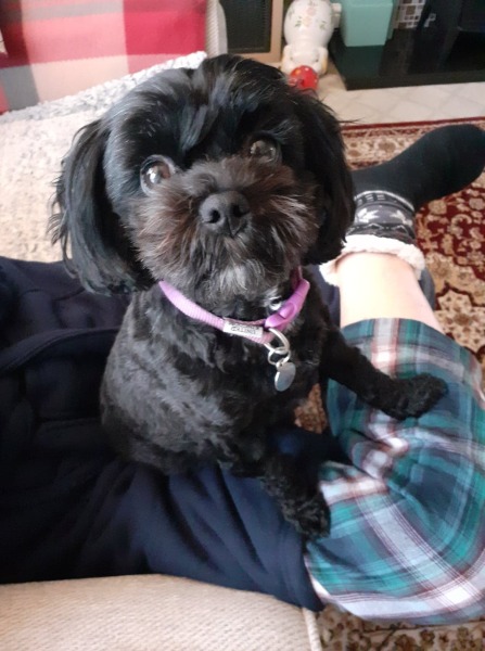 I wish I had never got a dog. 