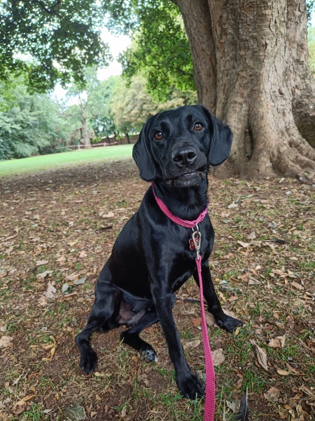 What mix is my dog ( photo included)