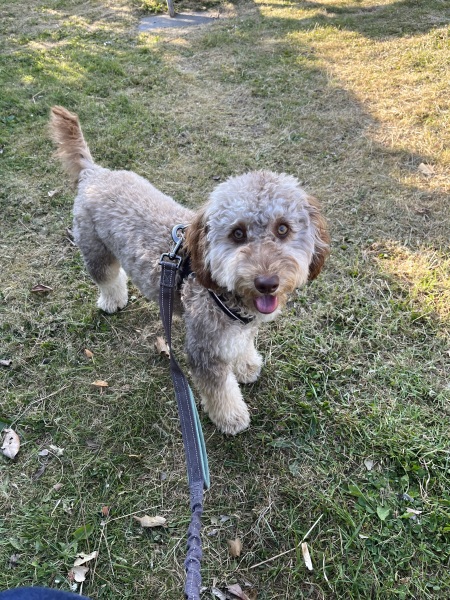 Puppy survival thread part 2