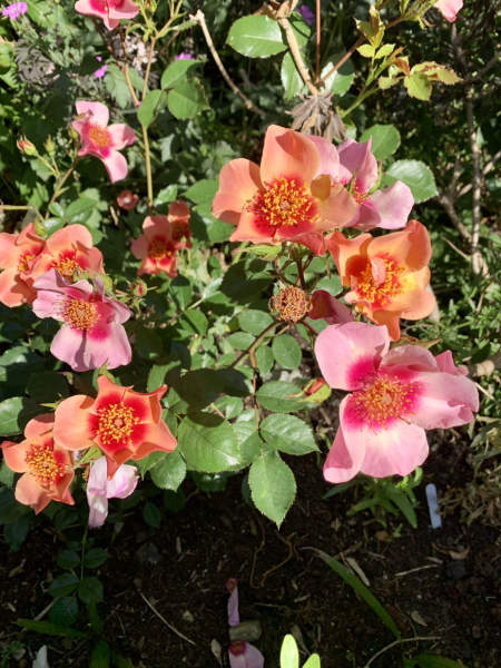 Rose Appreciation Thread