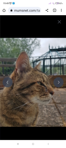Thug cat part 5 - For he will not do destruction, if he is well-fed, neither will he spit without provocation.
