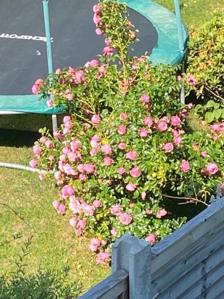 Plant ID