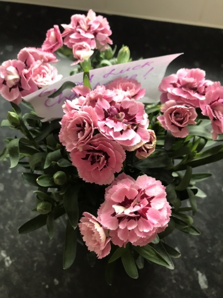 What flower am I and can I plant in the garden?