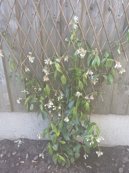 Is this climbing jasmine ok or does it need more water? 🌱 