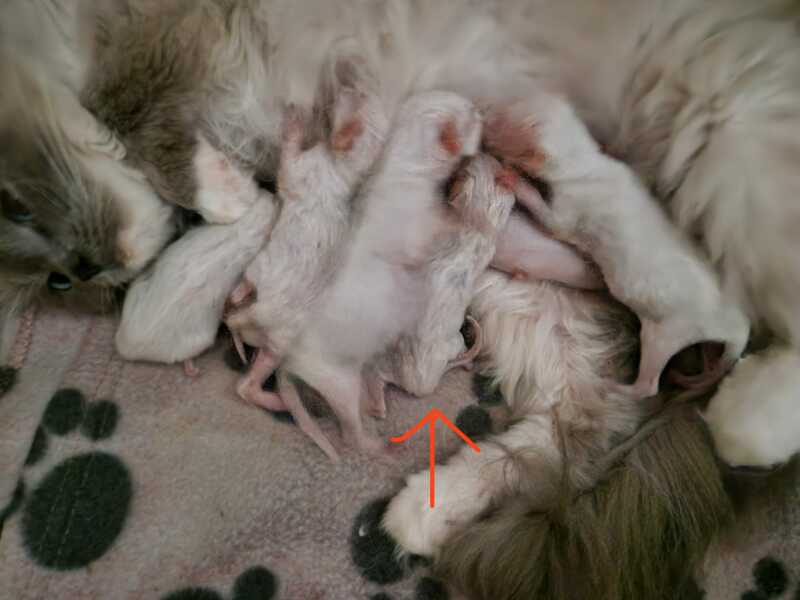 Any cat breeders had a kitten THIS small? 