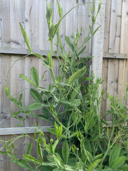 Plant ID please