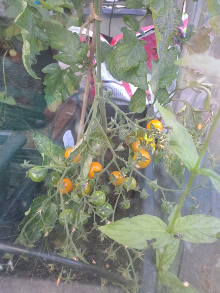 The Vegetable Patch Mark 2