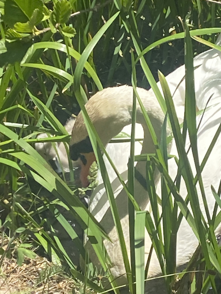 Come and tell me your dull and unexciting news 25: Calmly through the day 