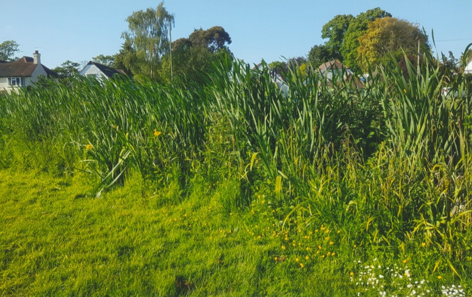 How to I get these lovely reeds on a stream?
