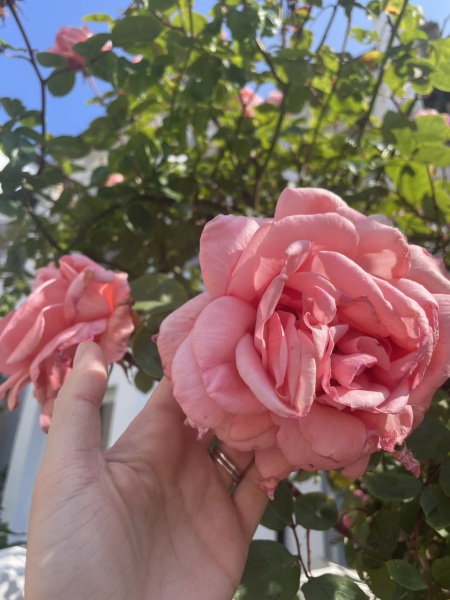 Help identifying these roses