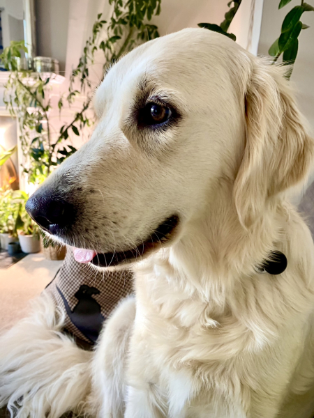 Puppy survival thread part 2