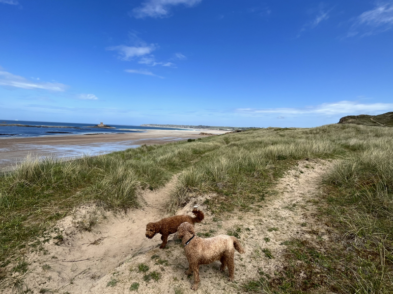 A breed similar in temperament to a labrador… but without the shedding