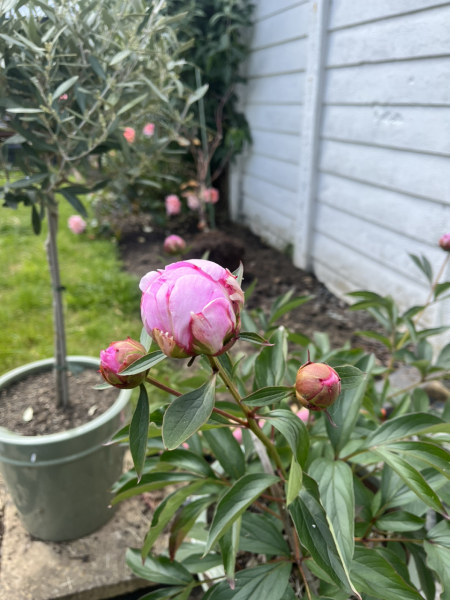 Have your peonies sprouted yet?
