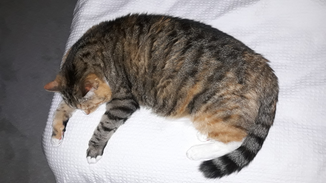 Let's have a happy thread. Show me your kitties.