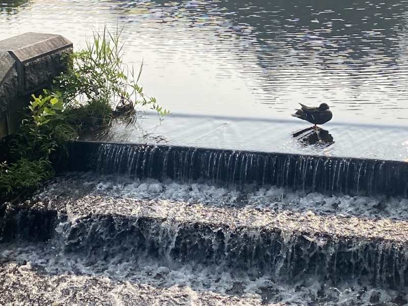 Come and tell me your dull and unexciting news 25: Calmly through the day 