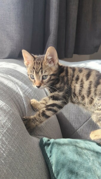 What do we name our new kitten? 