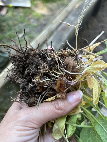 Plant ID (no apps please!)