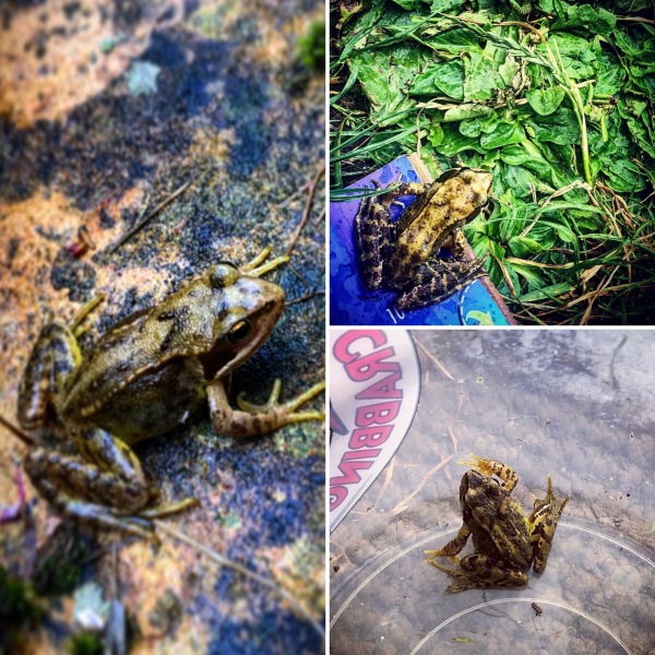 Frog got in my house carrying a feather…