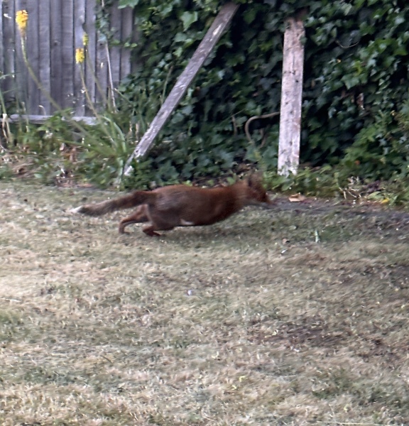 Thread 7 - TalkLair: “In fact it’s an oblate spheroid”